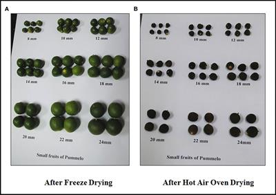 Elucidation of flavanones, phenols and antioxidant capacity influenced by drying methods from physiologically dropped underutilized Citrus grandis fruits